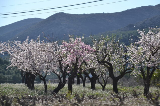 Imagen: La floración de los almendros en el mes de febrero - Alcalalí
