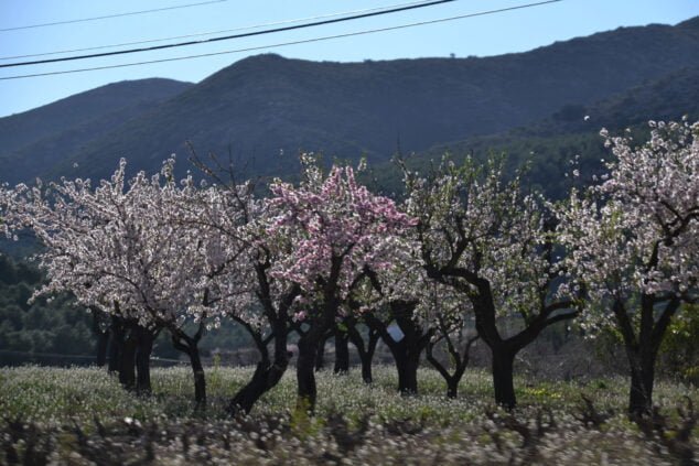 Imagen: Almendros en flor en Alcalalí