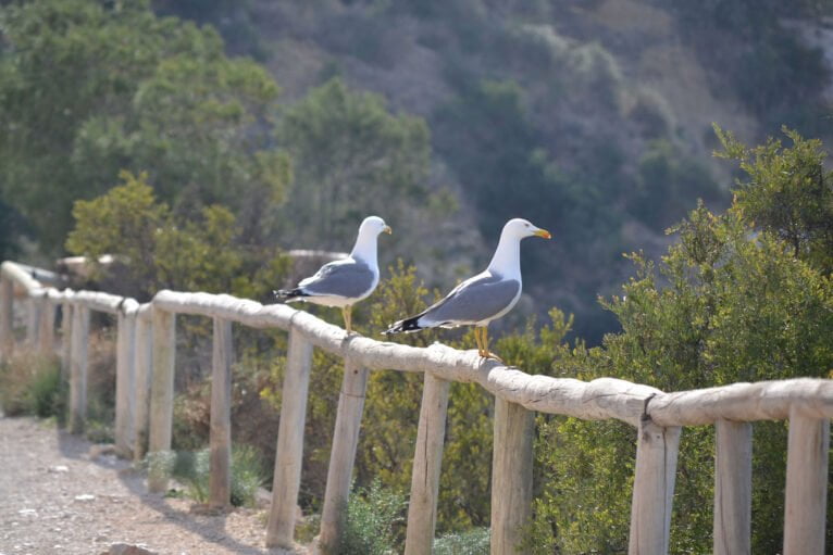 Aves en el Peñón de Ifach de Calp