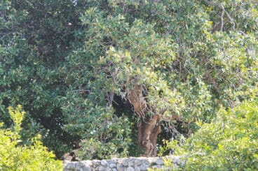 detalle magnolio centenario sanet i negrals