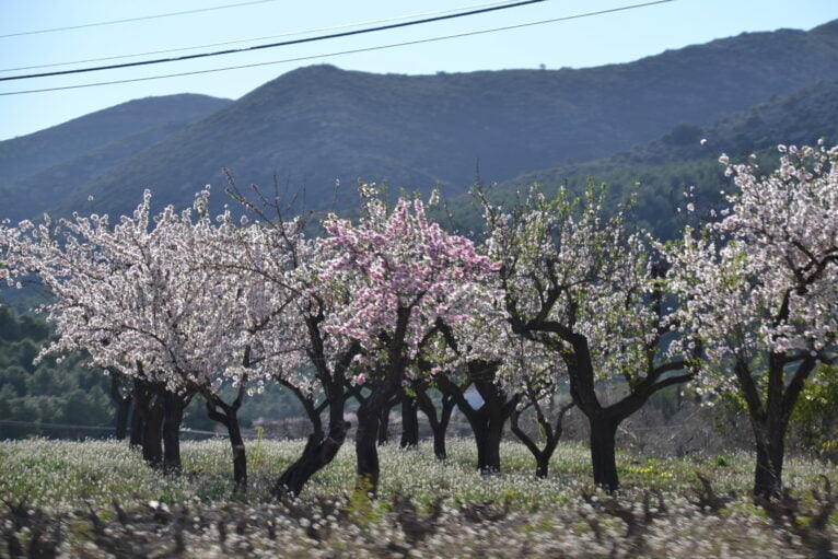 La floración de los almendros en el mes de febrero - Alcalalí