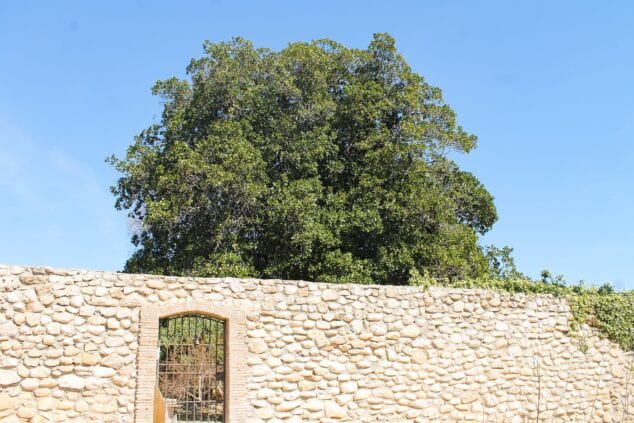 magnolio centenario sanet i negrals