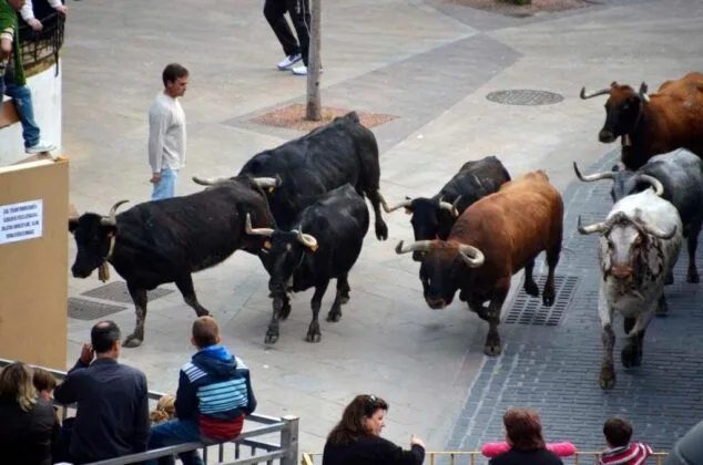 Agricultura concederá ayudas de casi un millón de euros al sector de 'bous al carrer' 1 Imagen: Bous al carrer