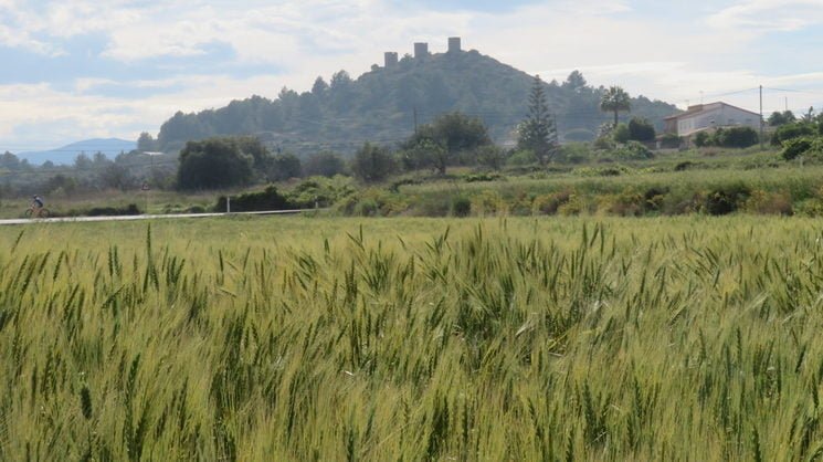 Campos sembrados de trigo – Marina Alta