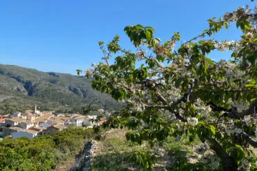 los cerezos de la vall de gallinera