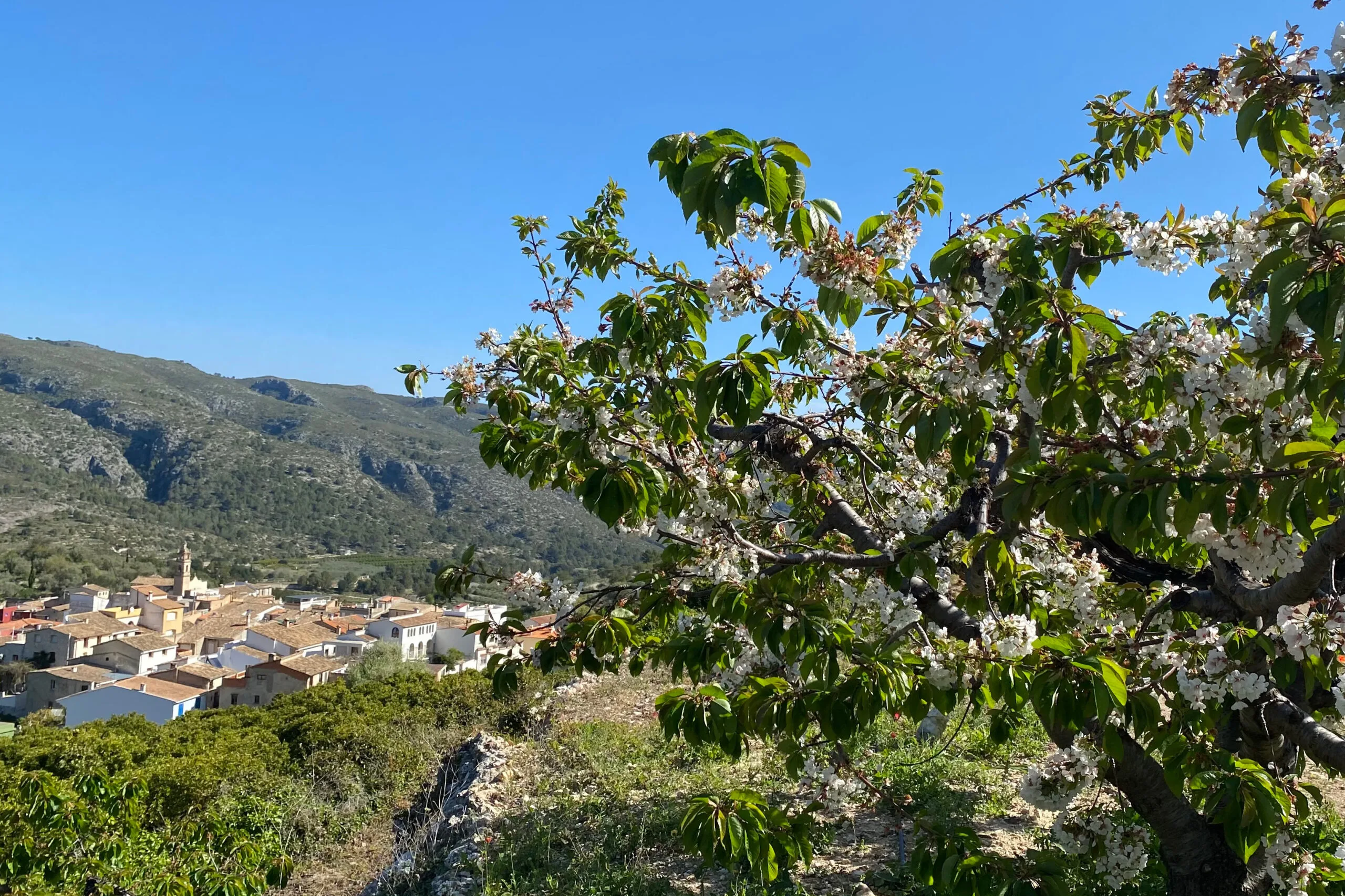 los cerezos de la vall de gallinera scaled