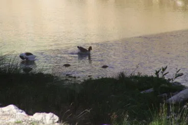 Patos y ocas en el río Girona en Beniarbeig