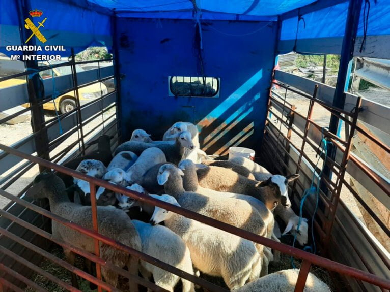 Illegal lamb for sale - Marina Alta