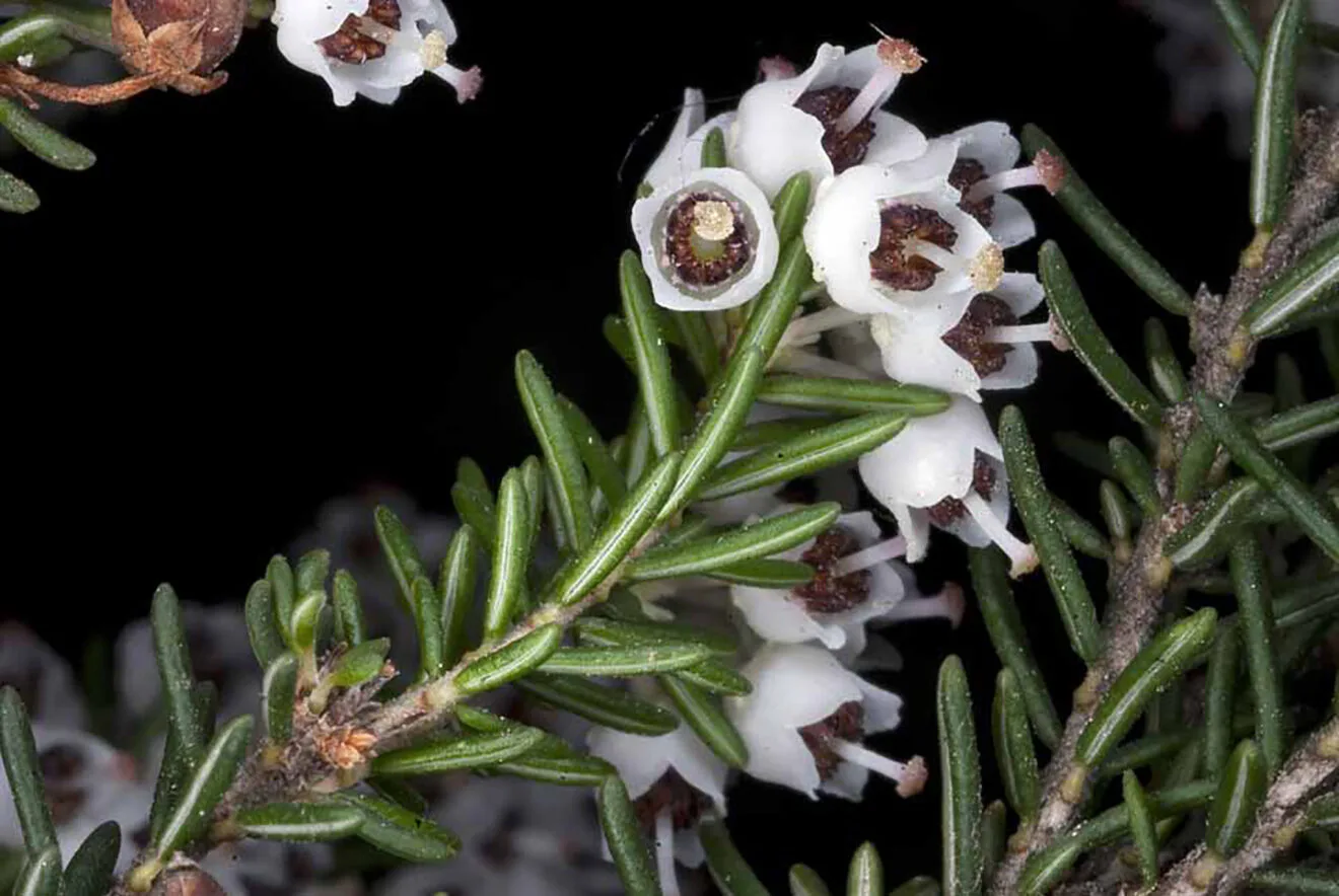 Erica Arborea. Arbolapp.