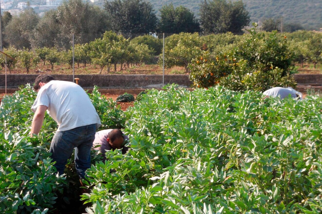 Huerto ecológico en Pedreguer