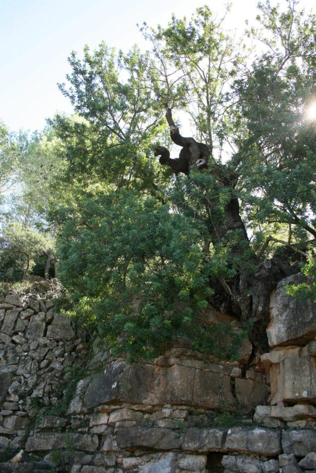 Imagen: Paraje Font de la Mata de Gata de Gorgos