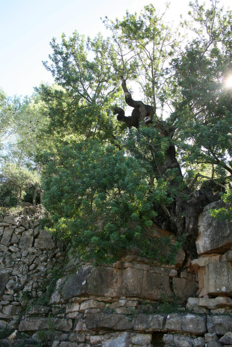 Paraje Font de la Mata de Gata de Gorgos