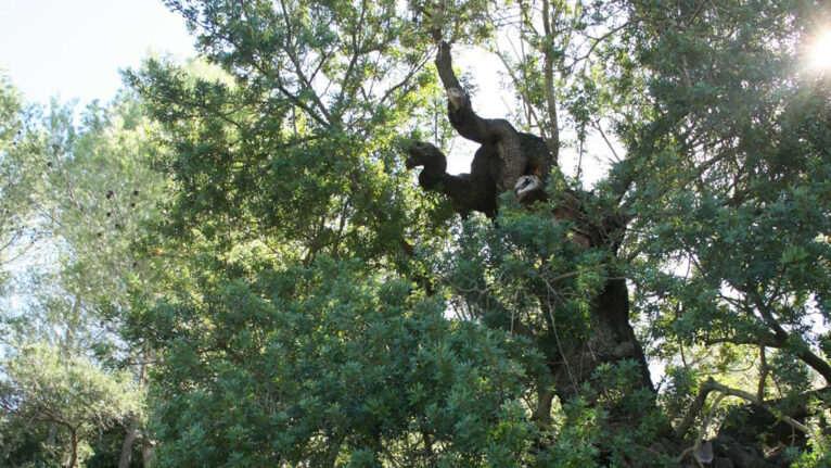 Paraje Font de la Mata de Gata de Gorgos destacada