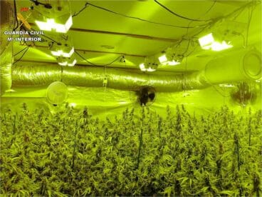 Plantación marihuana Operación American Film