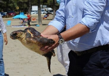 tortuga marina en moraira