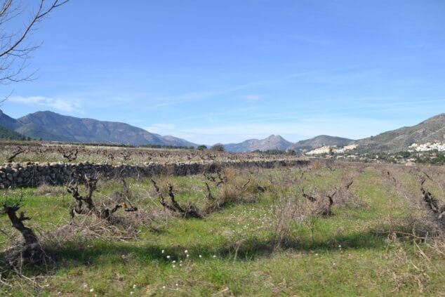 Imagen: Viñedos en Llíber