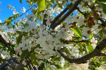 cerezos en flor la vall de gallinera