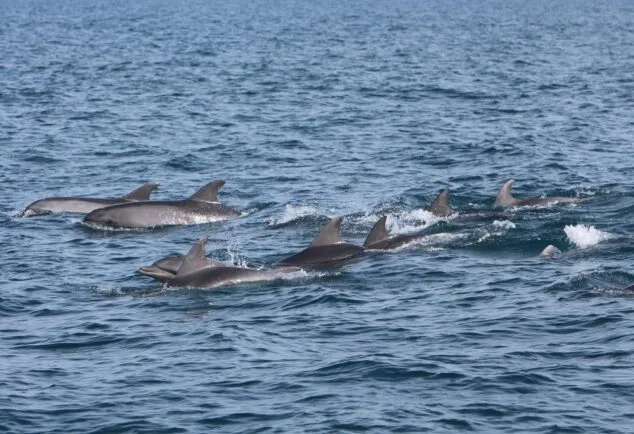 Imagen: Avistamiento de cetáceos en la Marina Alta