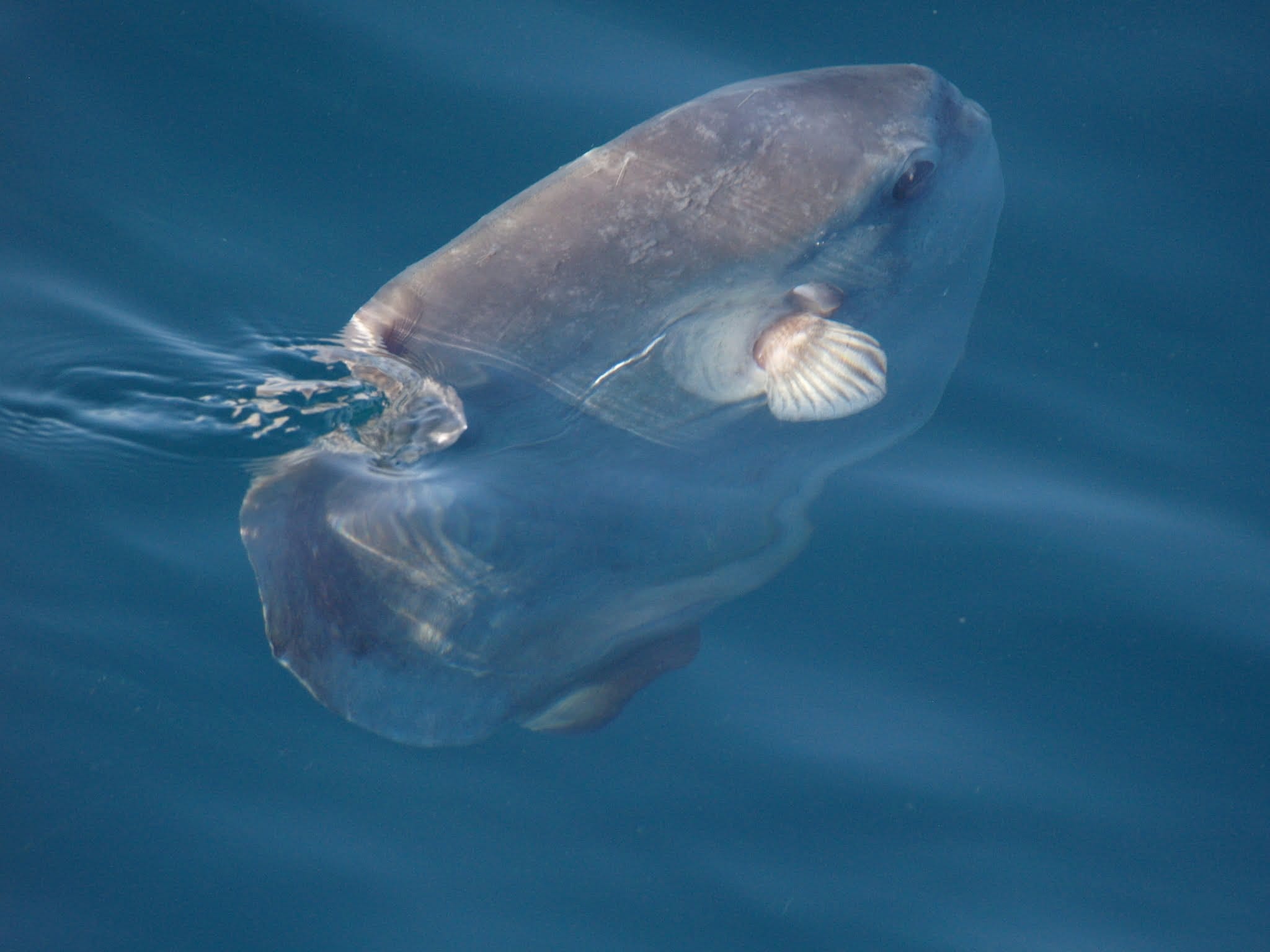 cetaceos en la marina alta