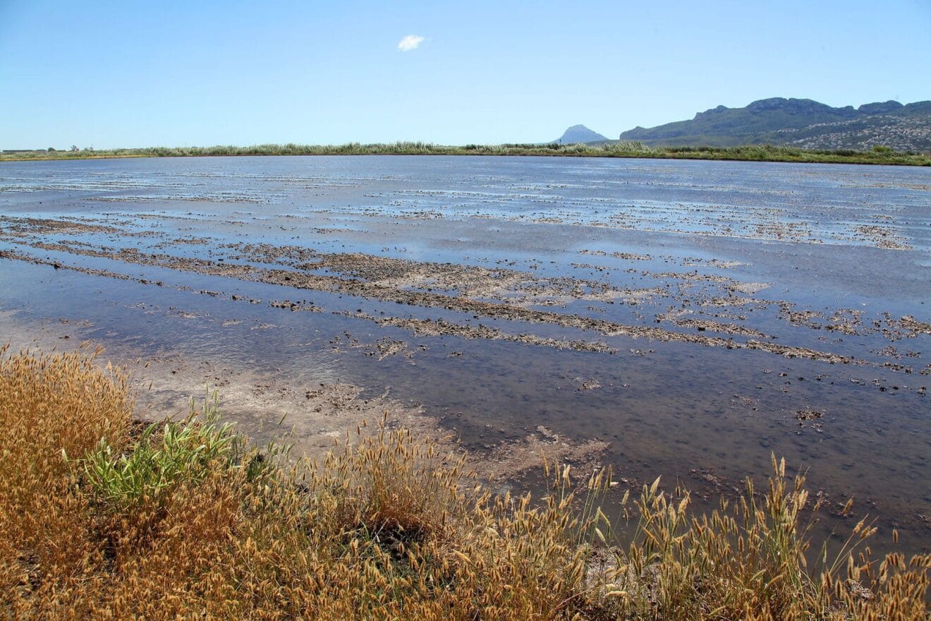 Cultivo de arroz bombón en la Marjal de Pego-Pliva