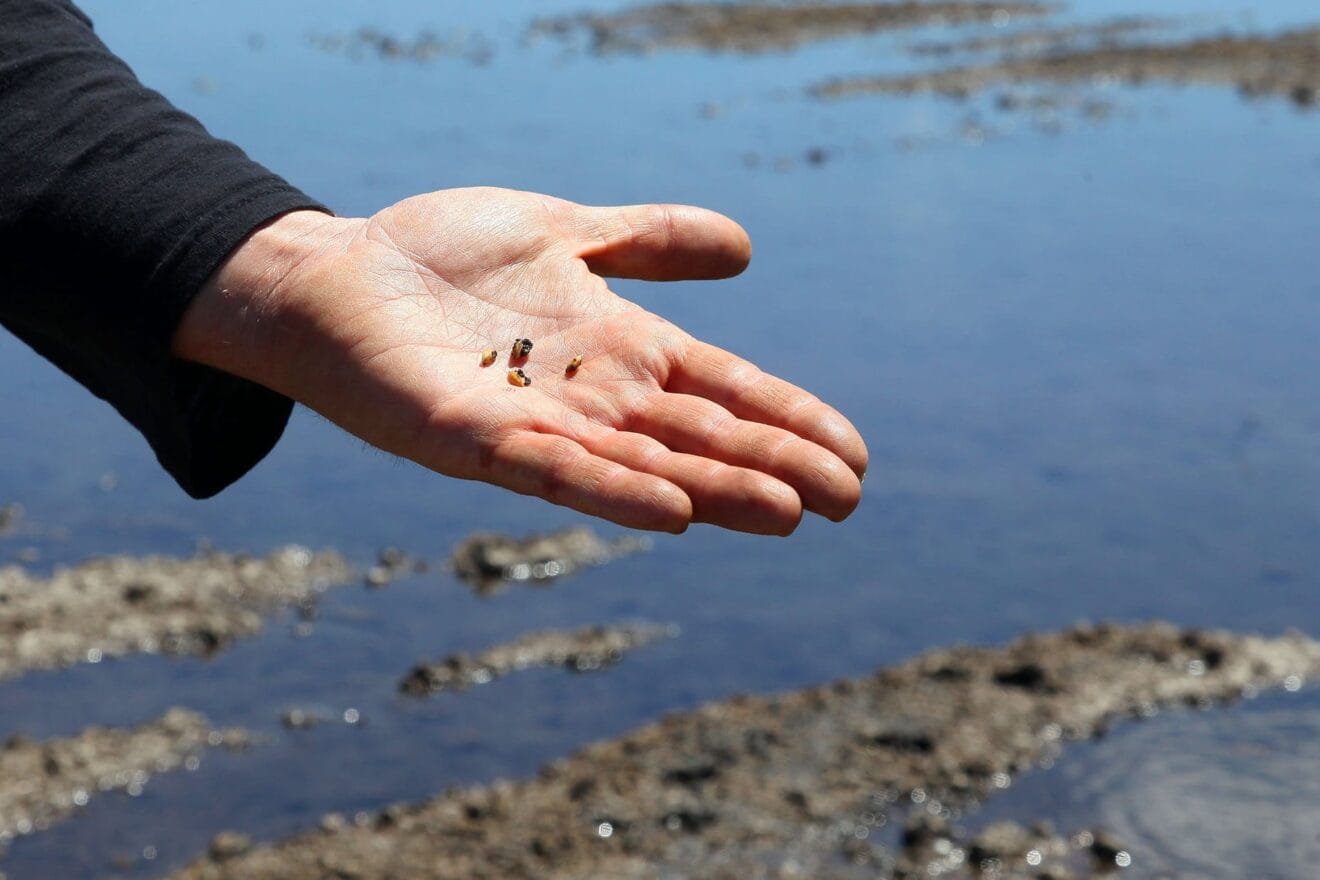 Cultivo de arroz bombon en la Marjal de Pego-Oliva