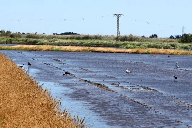 Imagen: Marjal Pego-Oliva,un paraíso para las aves