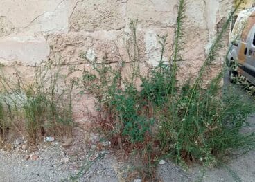 Estado de las hierbas salvajes en la calle Assagador de Pedreguer de Ondara