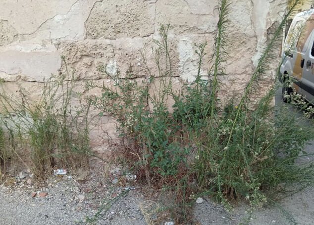 Imagen: Estado de las hierbas salvajes en la calle Assagador de Pedreguer de Ondara