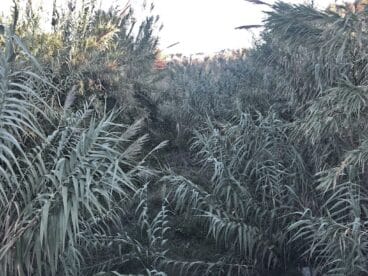 Estado de los cañaverales en Calp