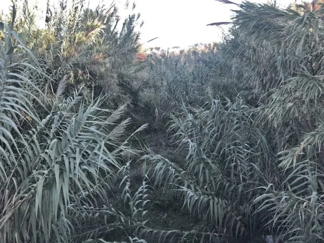 PSPV PSOE Calp insiste en la limpieza de los ríos para prevenir desastres ante posibles «gotas frías» 2 Imagen: Estado de los cañaverales en Calp