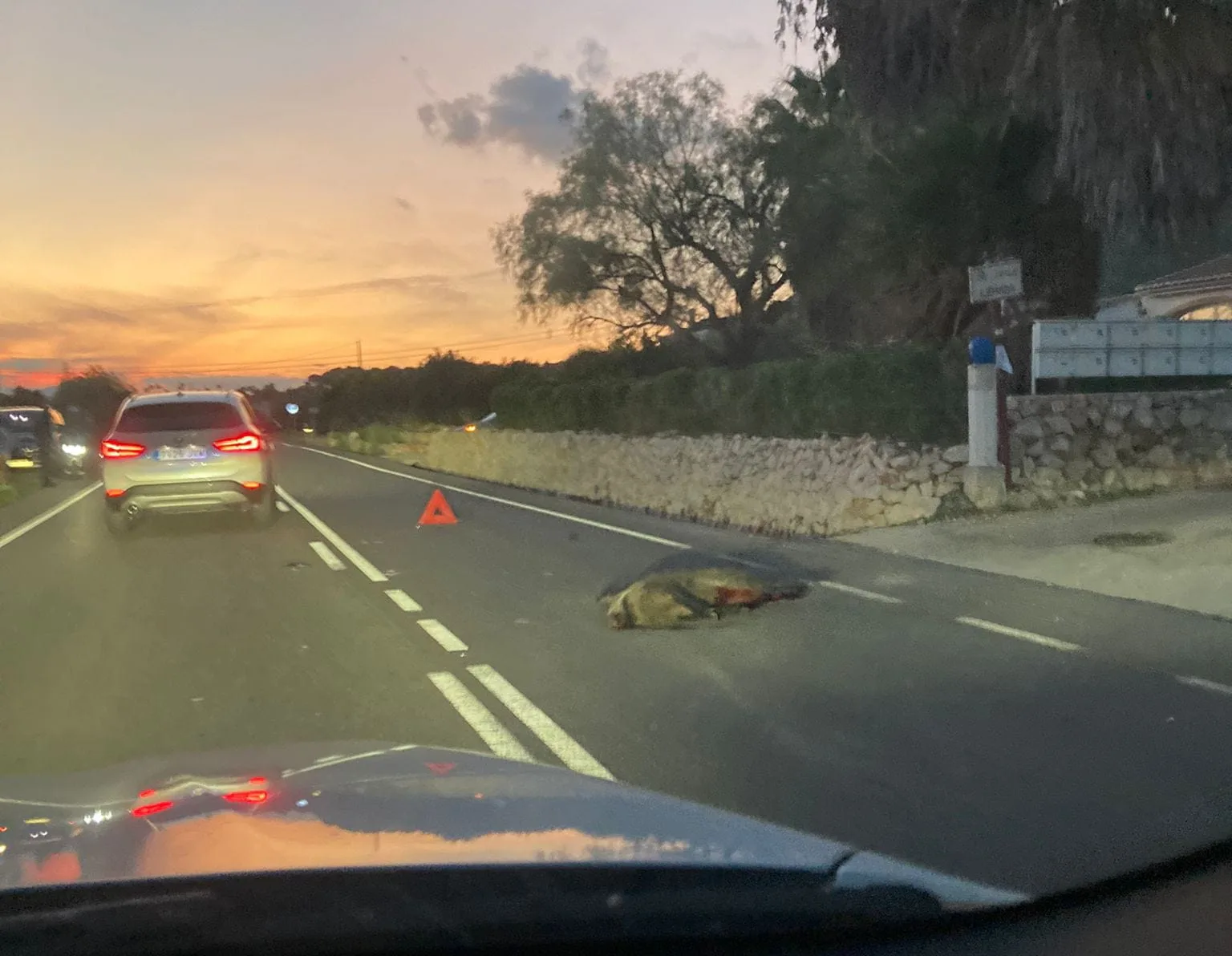 jabali atropellado en la carretera de jesus pobre