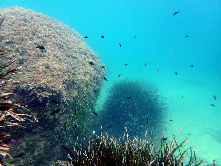 Posidonia en Teulada-Moraira