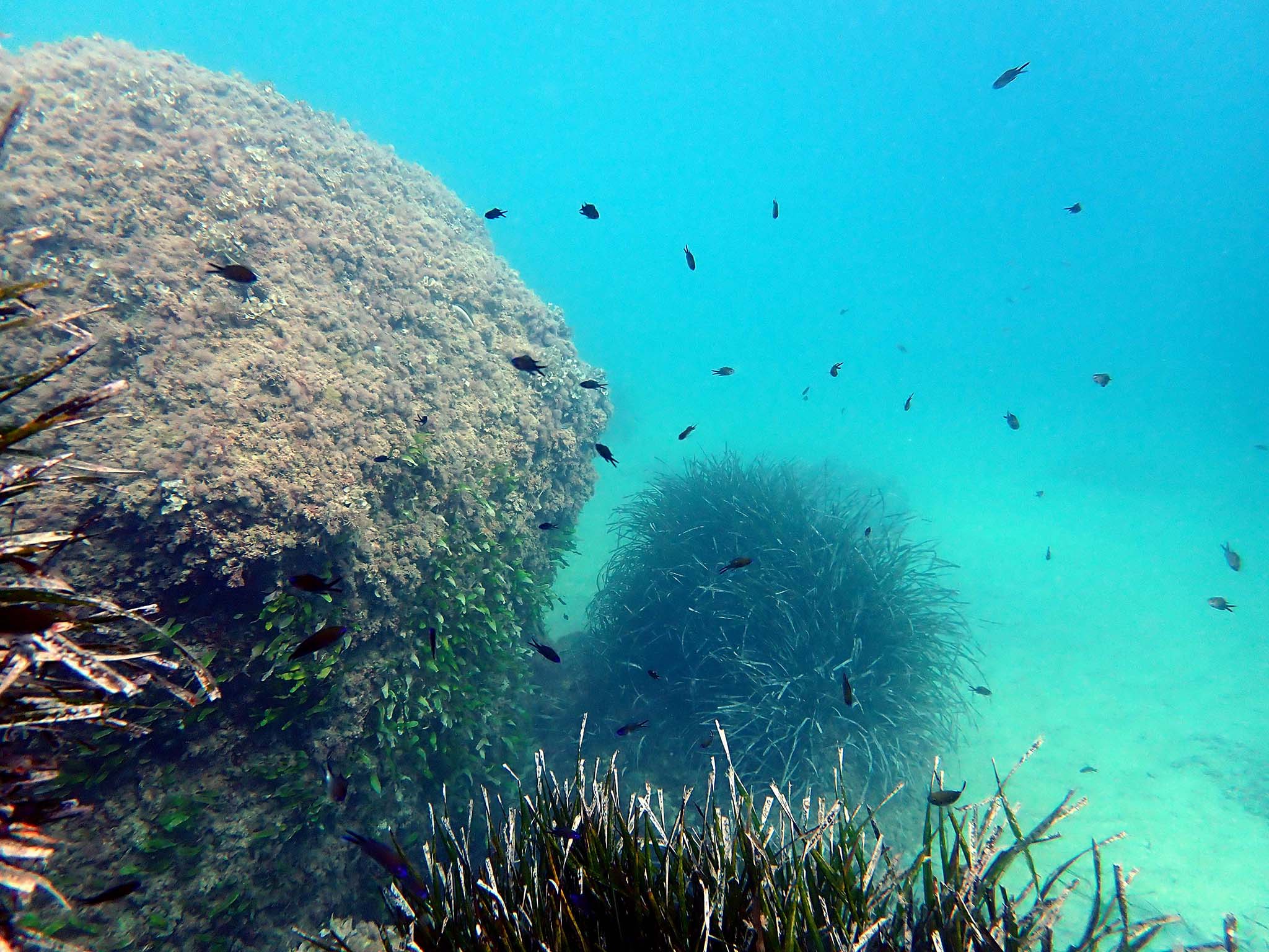 posidonia en teulada moraira