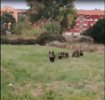 grupo de jabalies en una parcela de denia