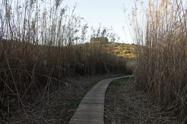 Pasarela entre carrizos de la Marjal Pego-Oliva