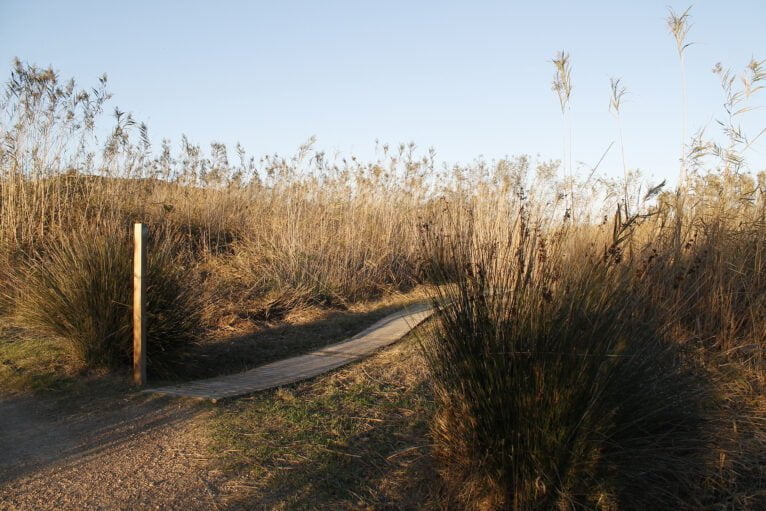 Pasarelas hacia el interior de los arrozales de la Marjal