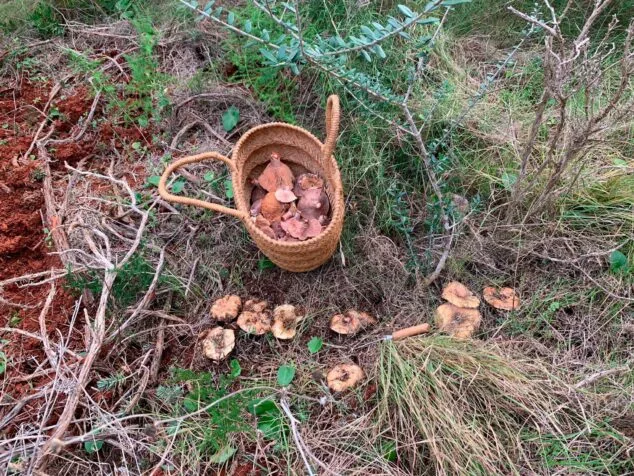 Imagen: Foto: José Roque Ivars