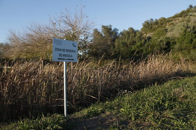 Zona de reserva de anguila en el río Salinar