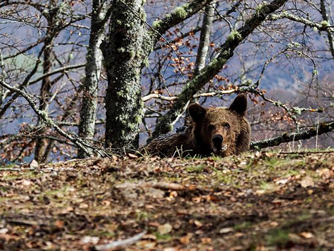 Oso pardo avistado en Cantabria