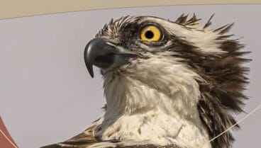 reintroduccion del aguila pescadora en el parque natural de la marjal pego oliva