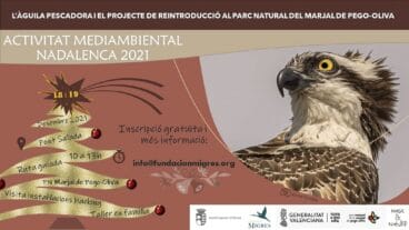 Ruta guiada en el Parque Natural de la Marjal Pego-Oliva para conocer la reintroducción del águila pescadora
