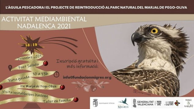 Imagen: Ruta guiada en el Parque Natural de la Marjal Pego-Oliva para conocer la reintroducción del águila pescadora