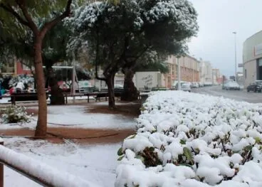 Arbustos en Ondara repletos de nieve