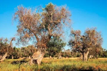 ayudas a los bancals afectados por la xylella