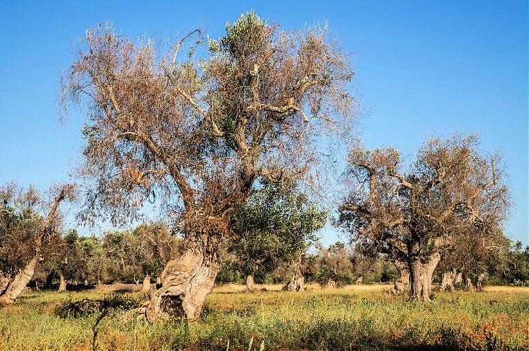 Árbol afectado por la Xylella fastidiosa