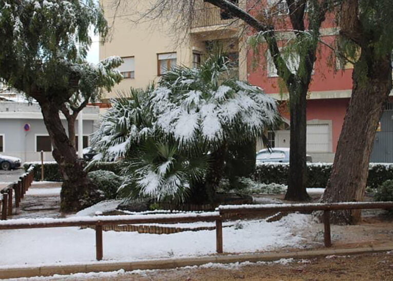 Palmeras nevadas en Ondara