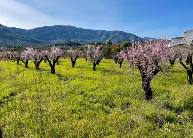 algunos almendros supervivientes en alcalali