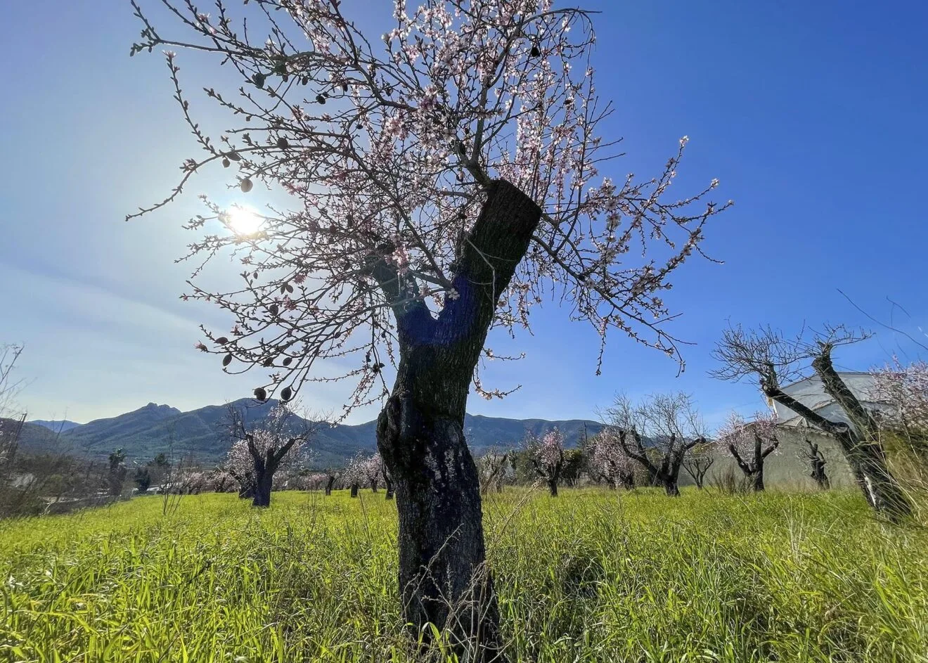 Almendro en Alcalalí