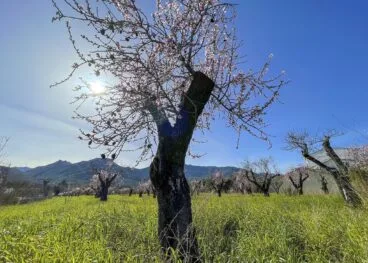 Almendro en Alcalalí