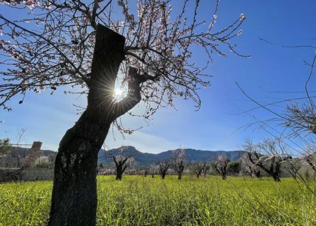 Imagen: Almendro en flor